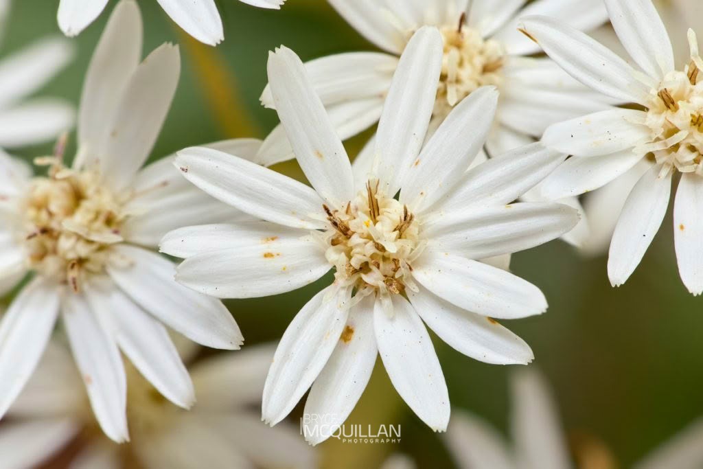 Shawia cheesemanii, photographed in New Zealand by Bryce McQuillan