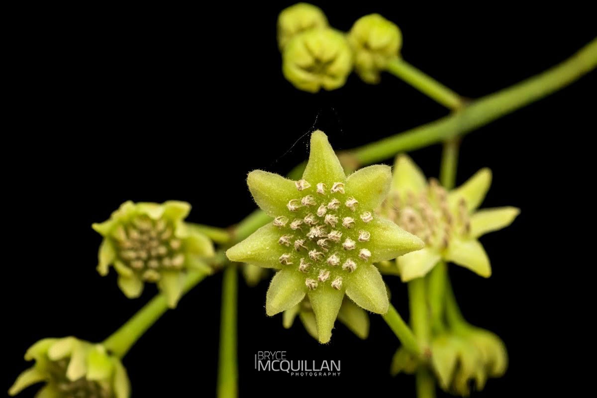 Pigeonwood (Hedycarya arborea), Monimiaceae, photographed in New Zealand by Bryce McQuillan