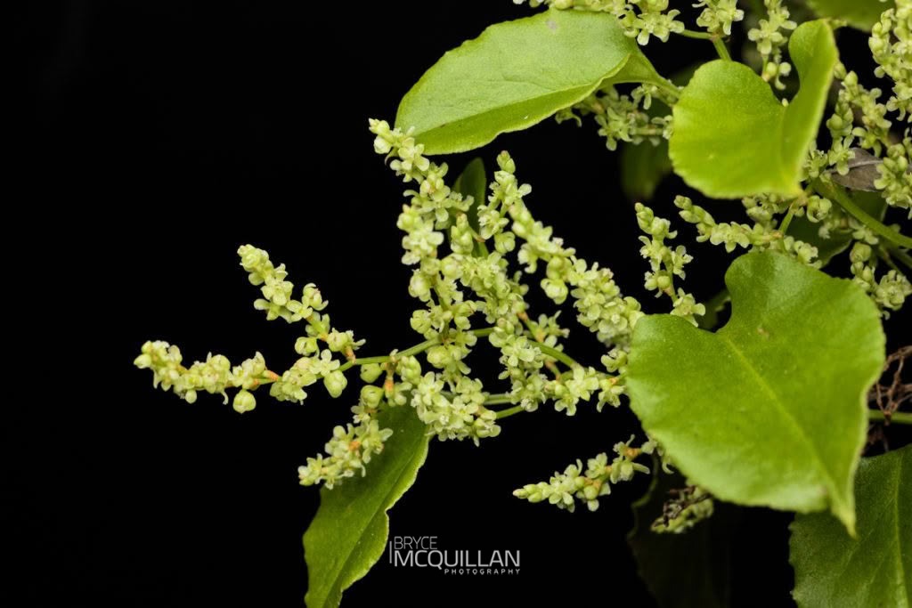 Pōhuehue (Muehlenbeckia australis), Polygonaceae, photographed in New Zealand by Bryce McQuillan