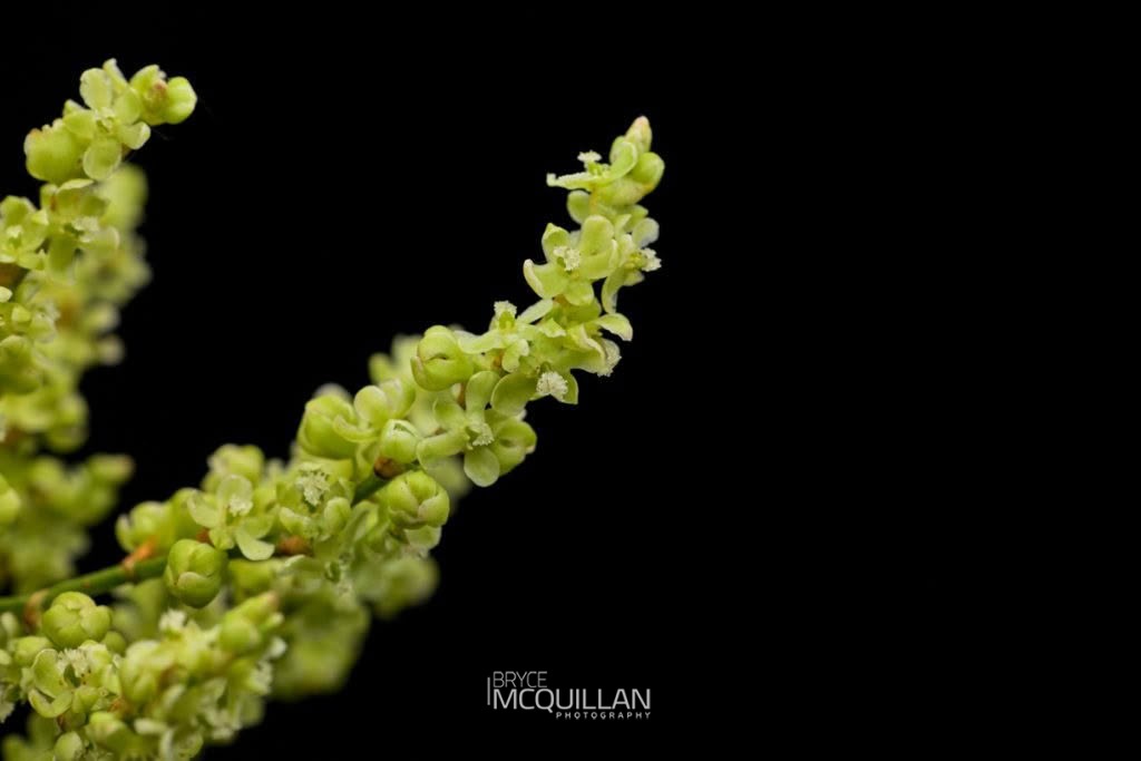 Pōhuehue (Muehlenbeckia australis), Polygonaceae, photographed in New Zealand by Bryce McQuillan