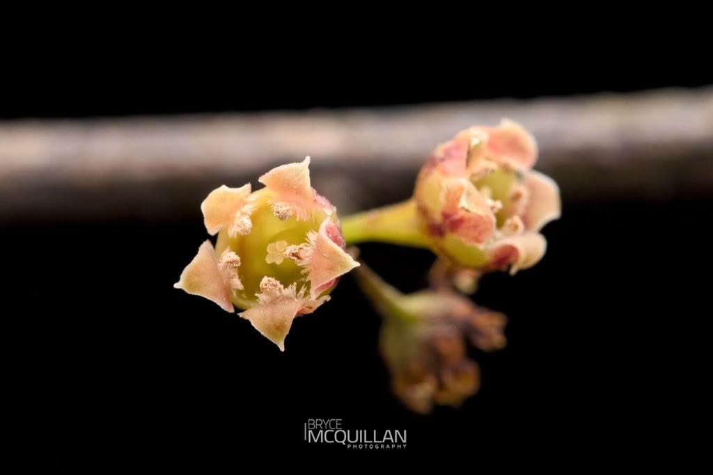 Maire Taiki (Mida salicifolia), Santalaceae, photographed in New Zealand by Bryce McQuillan