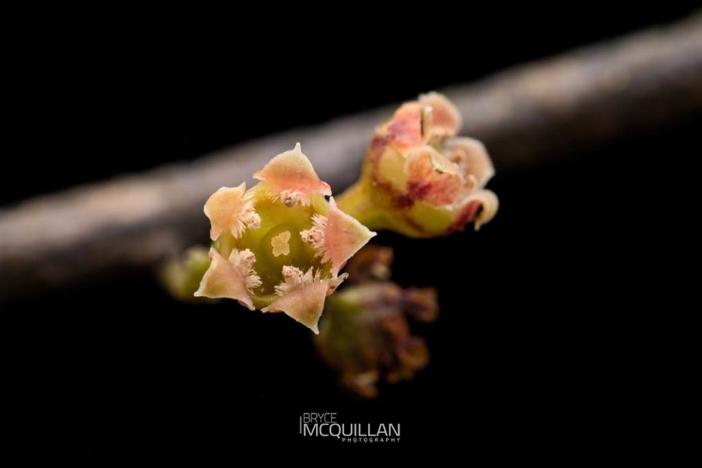 Maire Taiki (Mida salicifolia), Santalaceae, photographed in New Zealand by Bryce McQuillan