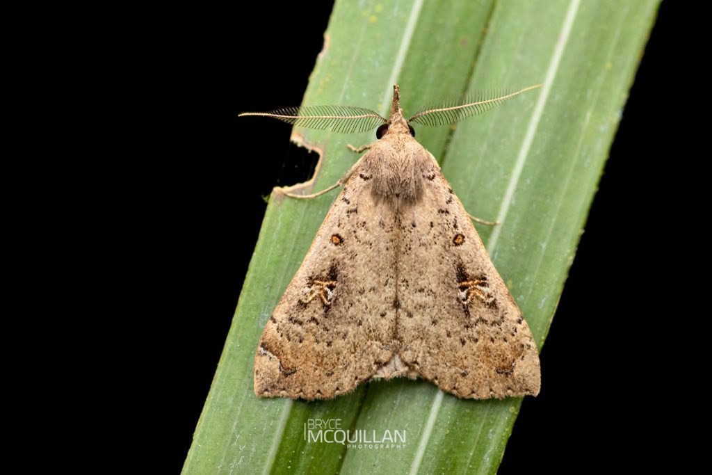 Slender Owlet Moth (Rhapsa scotosialis), Erebidae, photographed in New Zealand by Bryce McQuillan