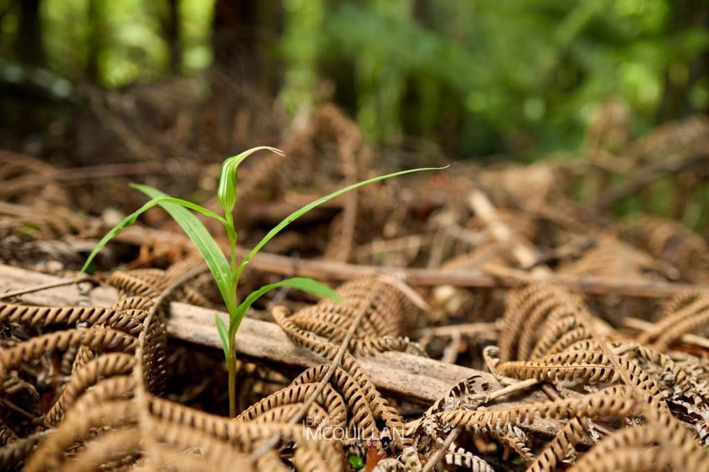 Tutukiwi (Pterostylis banksii), Orchidaceae, photographed in New Zealand by Bryce McQuillan