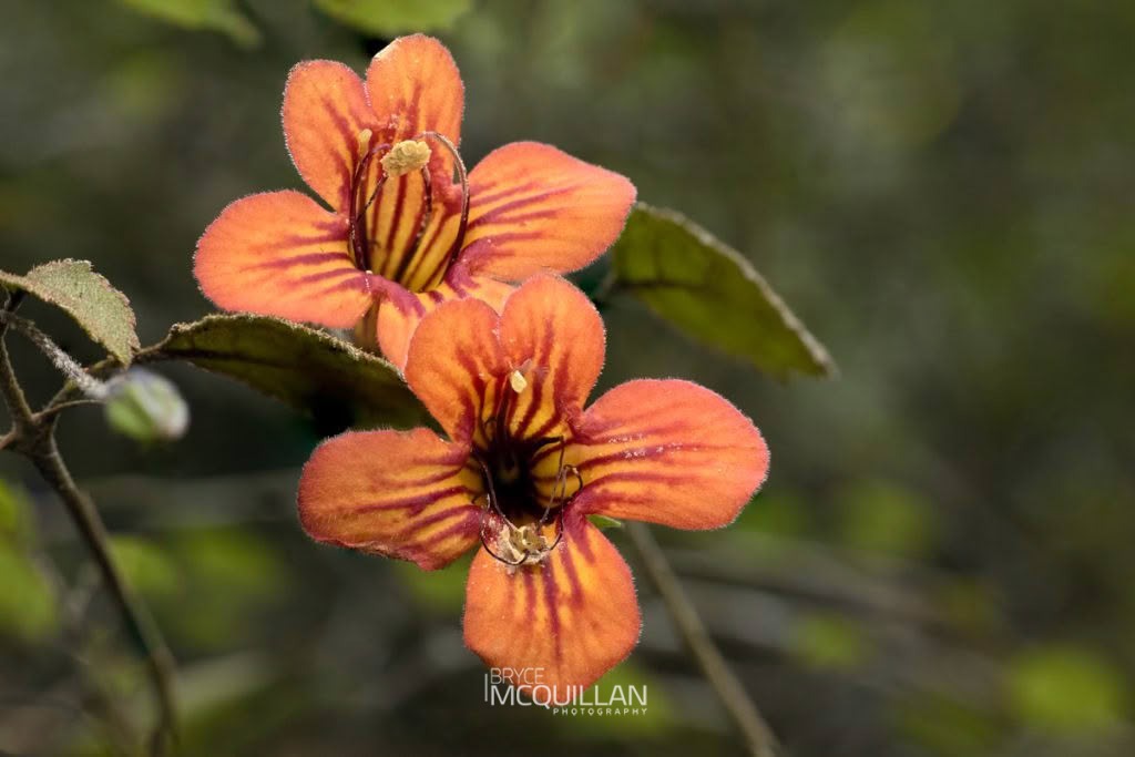 taurepo (Rhabdothamnus solandri), Gesneriaceae, photographed in New Zealand by Bryce McQuillan