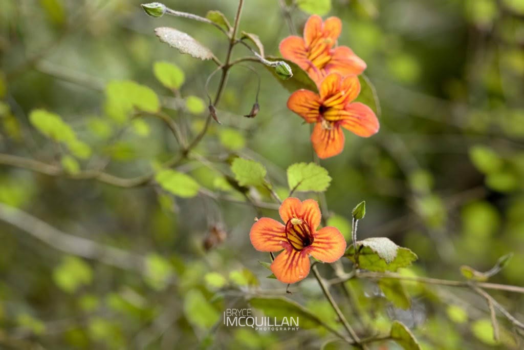 taurepo (Rhabdothamnus solandri), Gesneriaceae, photographed in New Zealand by Bryce McQuillan