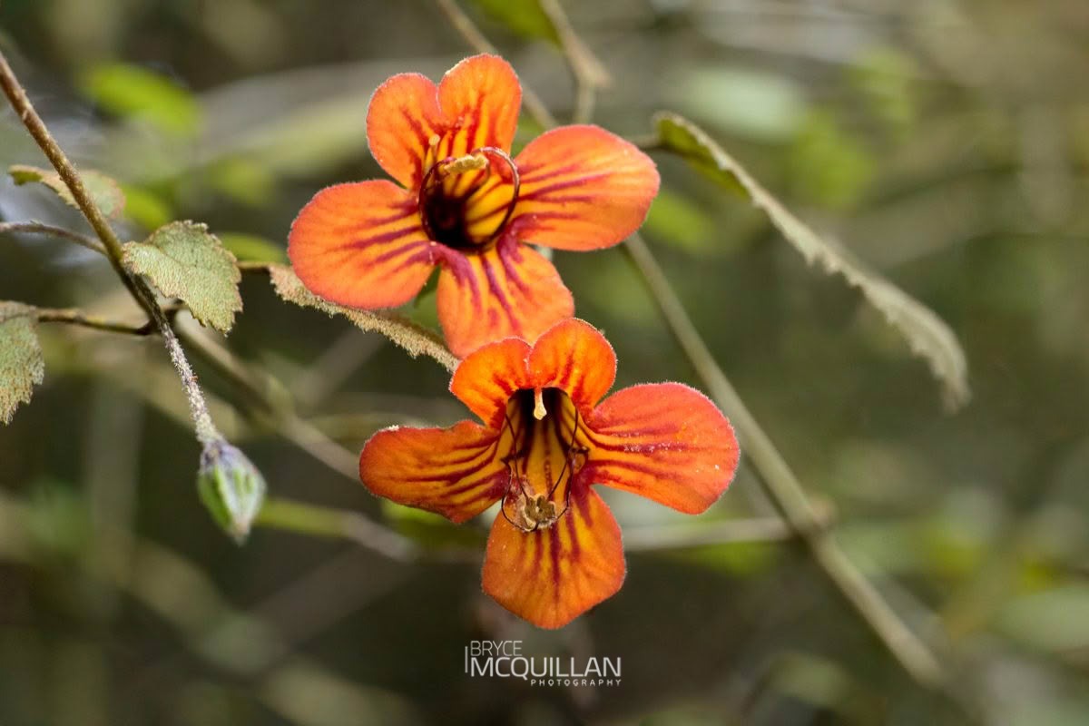 taurepo (Rhabdothamnus solandri), Gesneriaceae, photographed in New Zealand by Bryce McQuillan