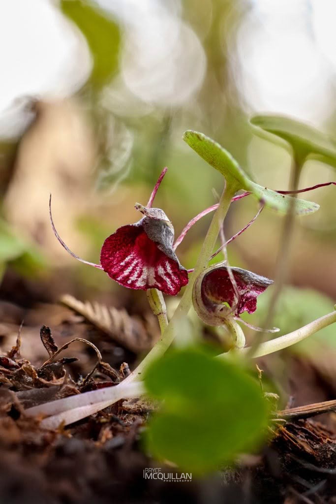 Silver-back Spider-Orchid (Corybas macranthus), Orchidaceae, photographed in New Zealand by Bryce McQuillan