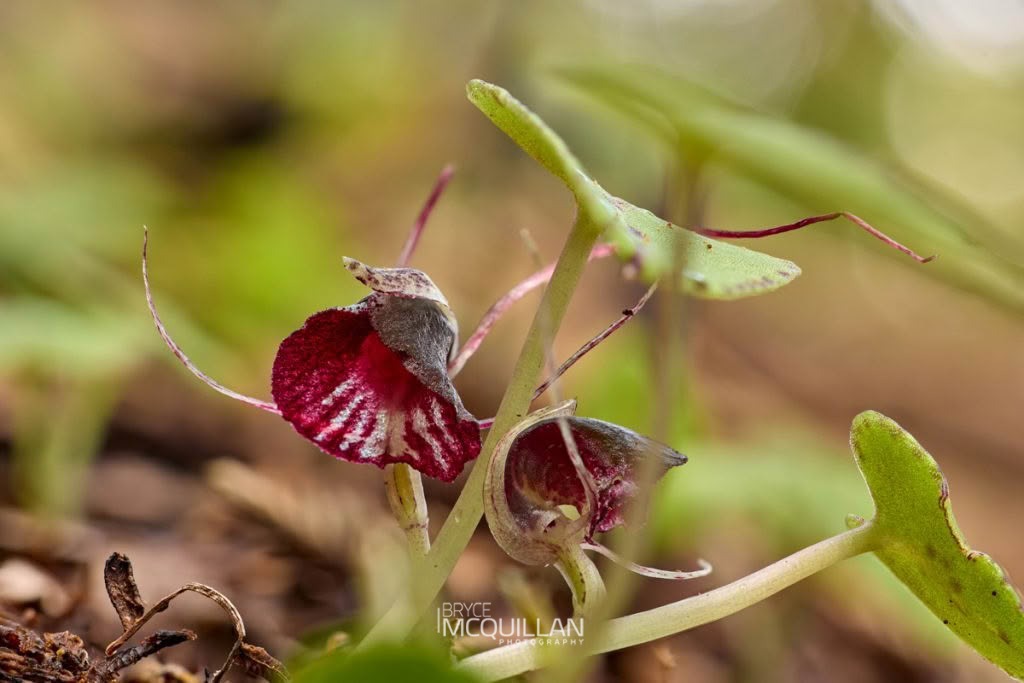 Silver-back Spider-Orchid (Corybas macranthus), Orchidaceae, photographed in New Zealand by Bryce McQuillan