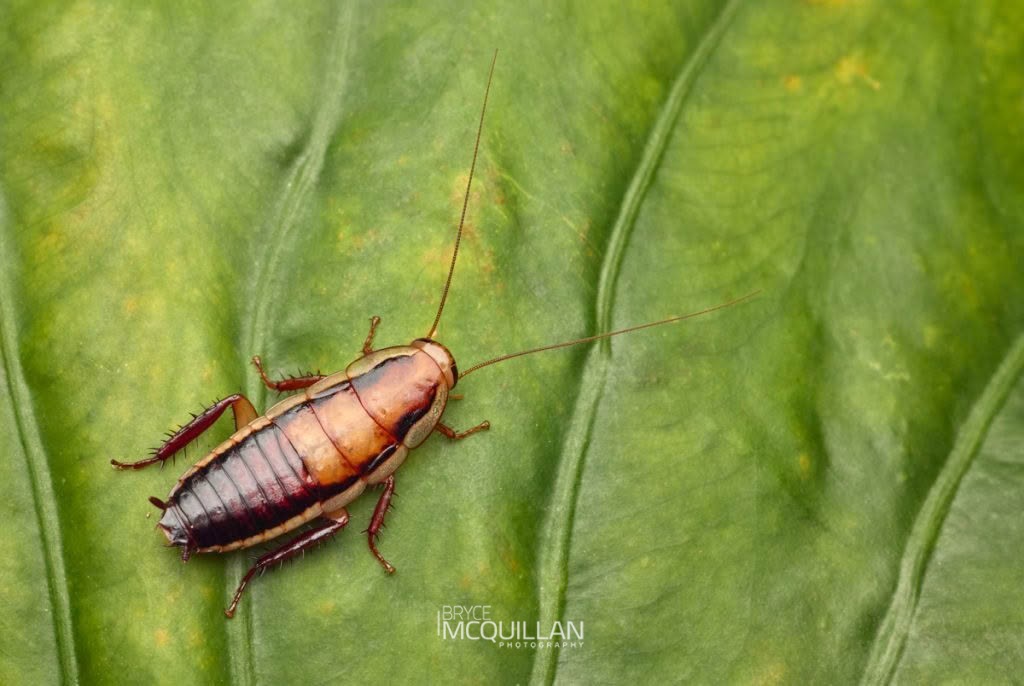 Golden Cockroach (Drymaplaneta heydeniana), Blattidae, photographed in New Zealand by Bryce McQuillan