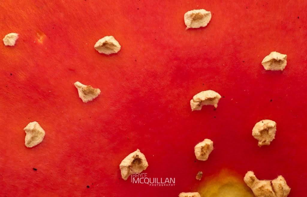 Fly Agaric (Amanita muscaria), Amanitaceae, photographed in New Zealand by Bryce McQuillan