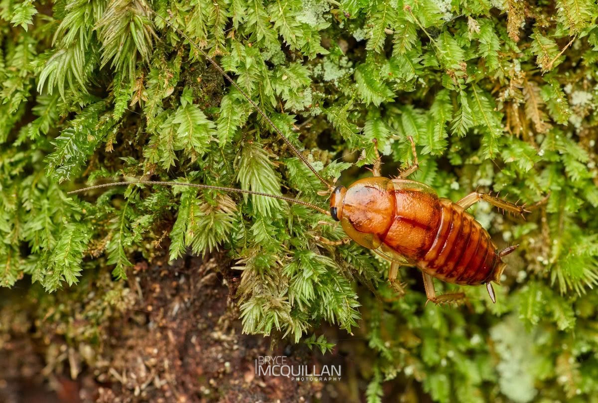Celatoblatta johnsi, Blattidae, photographed in New Zealand by Bryce McQuillan