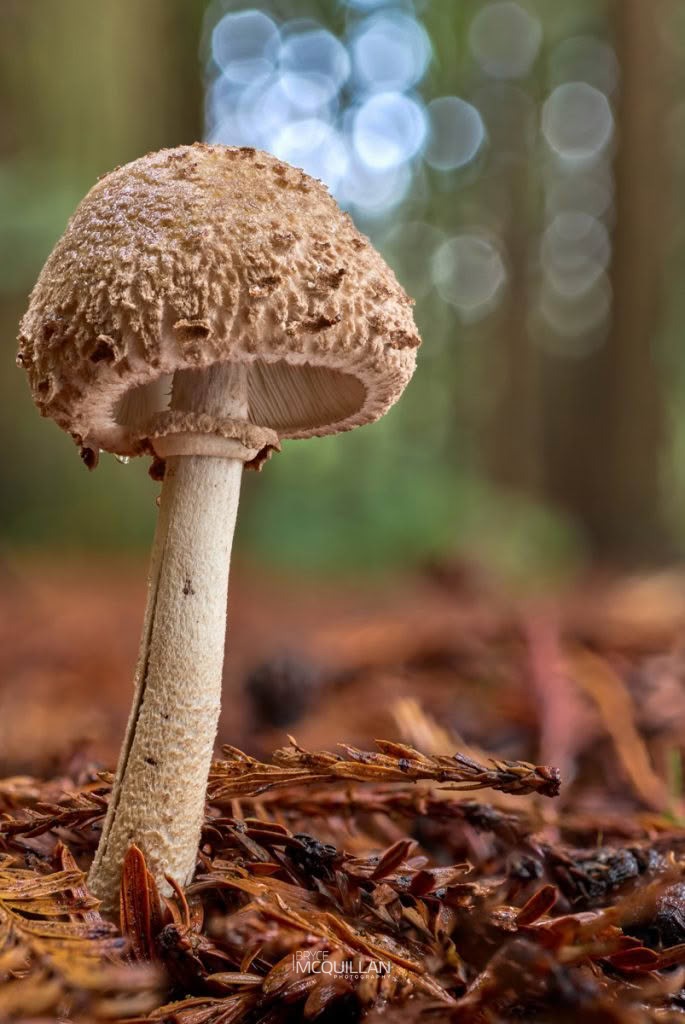 Graceful Parasol (Macrolepiota clelandii), Agaricaceae, photographed in New Zealand by Bryce McQuillan