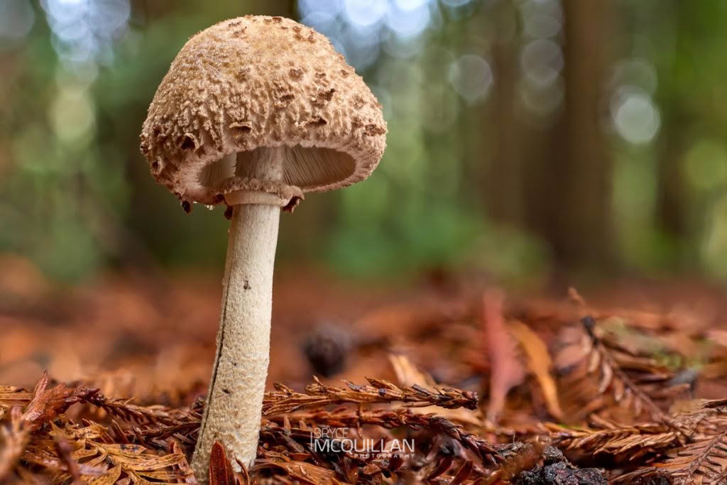 Graceful Parasol (Macrolepiota clelandii), Agaricaceae, photographed in New Zealand by Bryce McQuillan