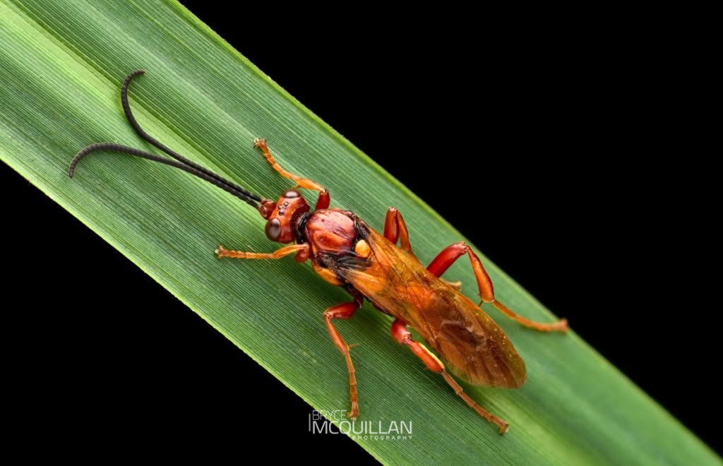 Sphictostethus sp, Pompilidae, photographed in New Zealand by Bryce McQuillan