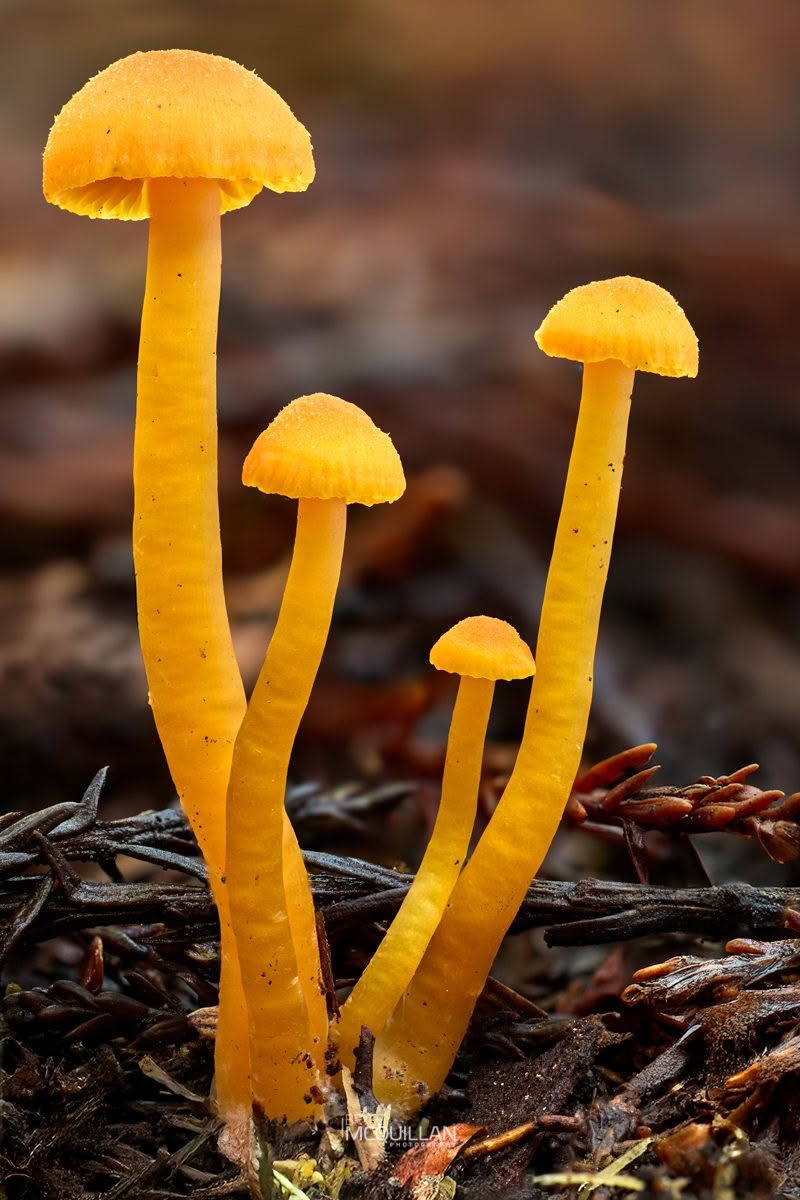 Waxcaps (Hygrocybe sp), Hygrophoraceae, photographed in New Zealand by Bryce McQuillan