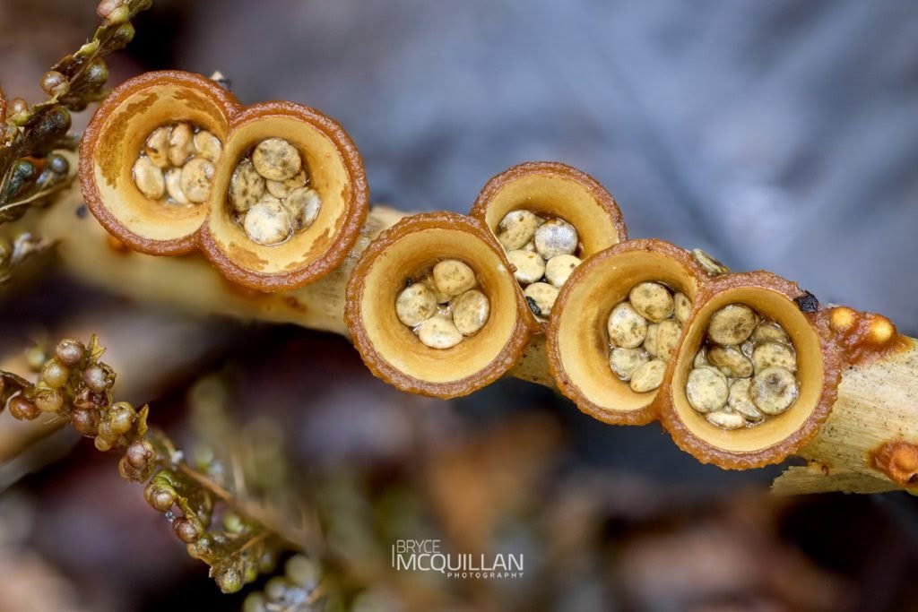 common bird’s nest fungus (Crucibulum laeve), Nidulariaceae, photographed in New Zealand by Bryce McQuillan