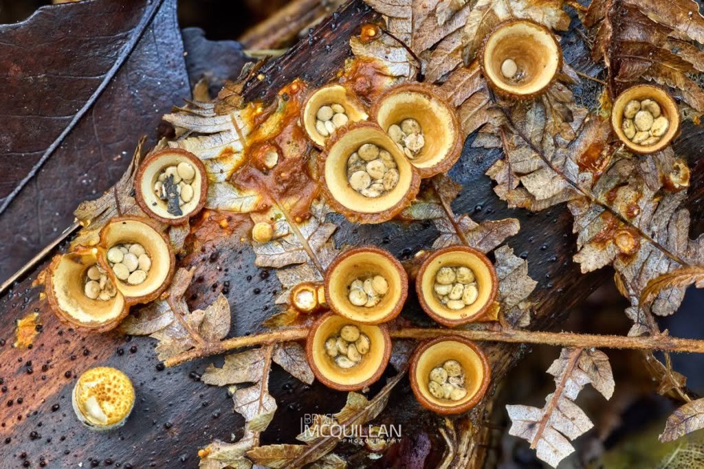 common bird’s nest fungus (Crucibulum laeve), Nidulariaceae, photographed in New Zealand by Bryce McQuillan