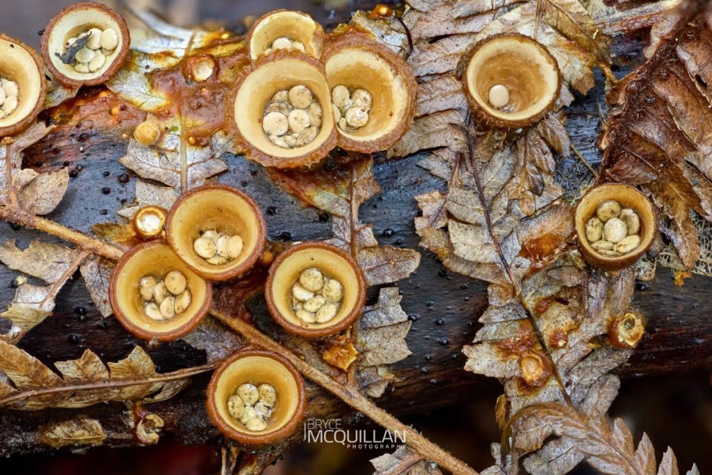 common bird’s nest fungus (Crucibulum laeve), Nidulariaceae, photographed in New Zealand by Bryce McQuillan