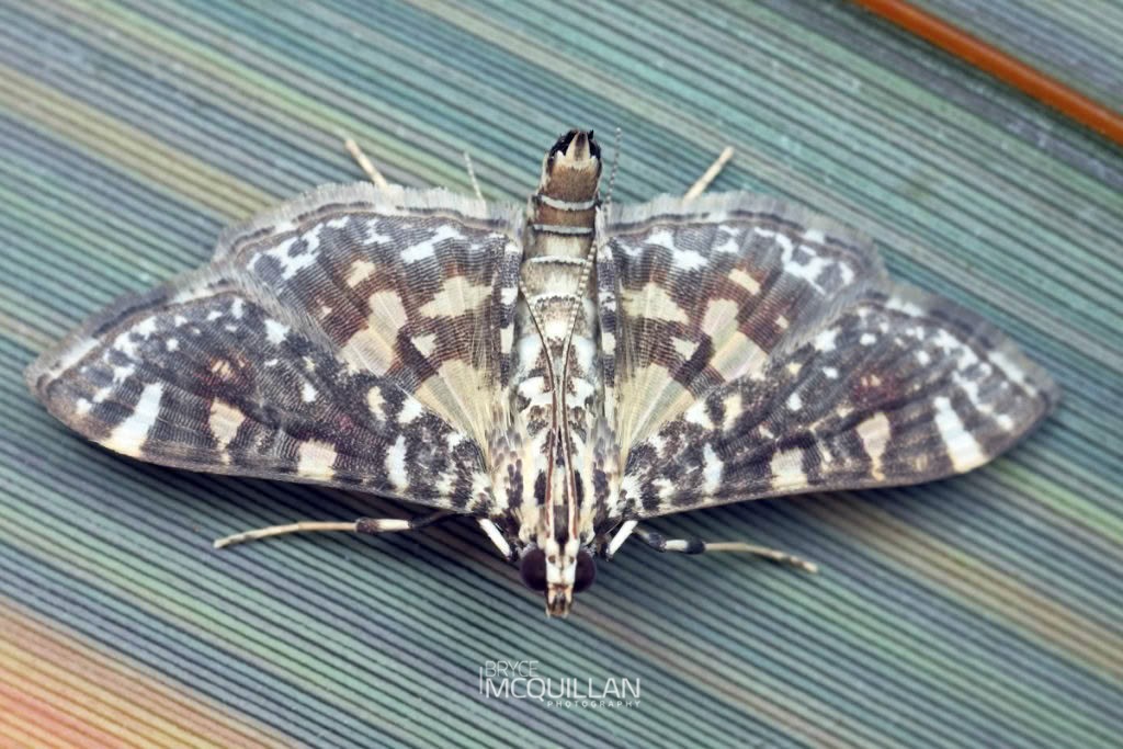 Swan Plant Flower Moth (Glyphodes onychinalis), Crambidae, photographed in New Zealand by Bryce McQuillan