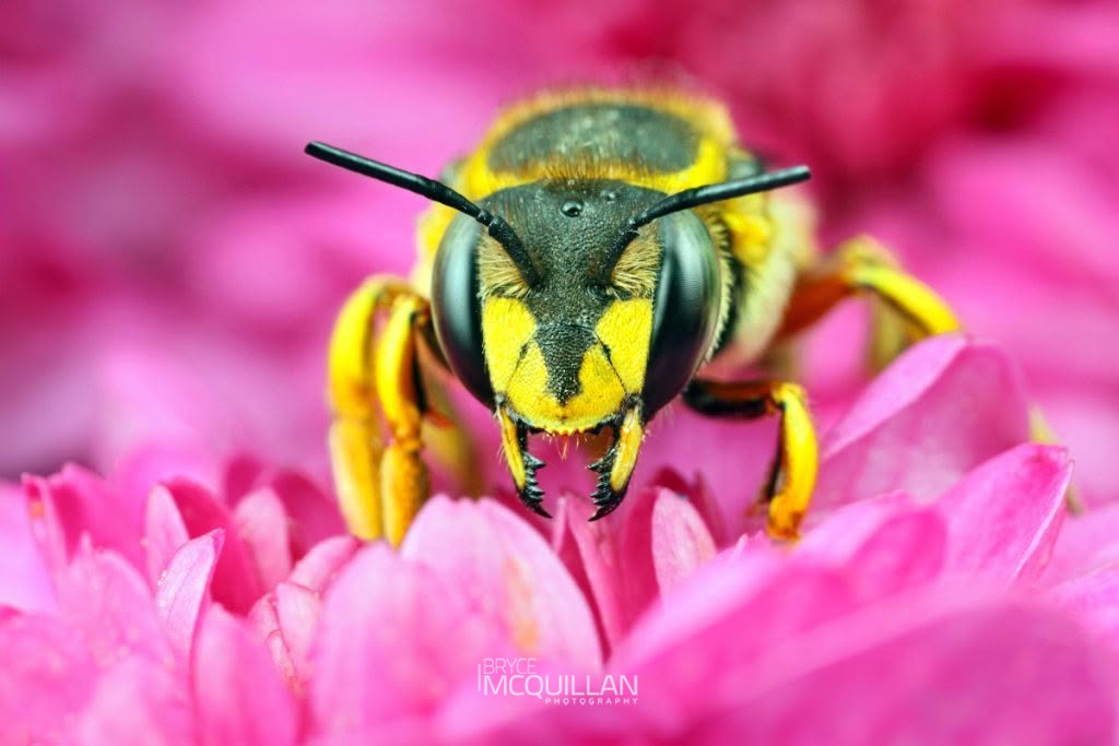 European Woolcarder Bee (Anthidium manicatum), Megachilidae, photographed in New Zealand by Bryce McQuillan