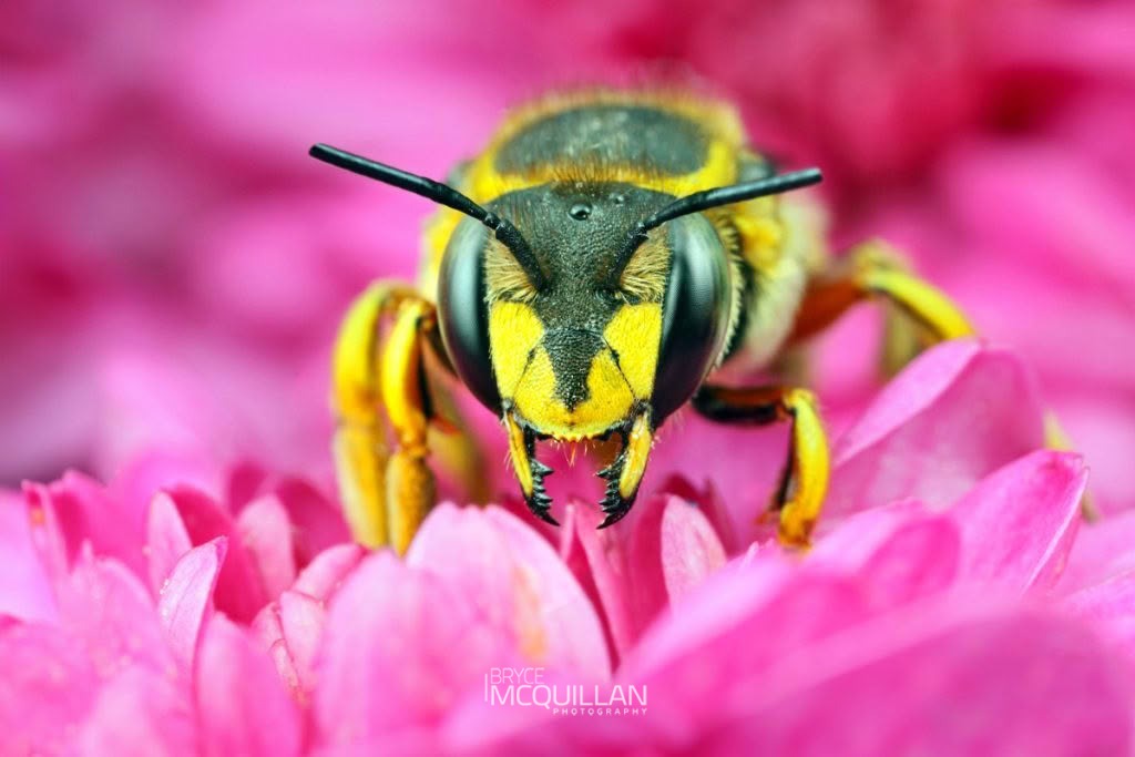 European Woolcarder Bee (Anthidium manicatum), Megachilidae, photographed in New Zealand by Bryce McQuillan