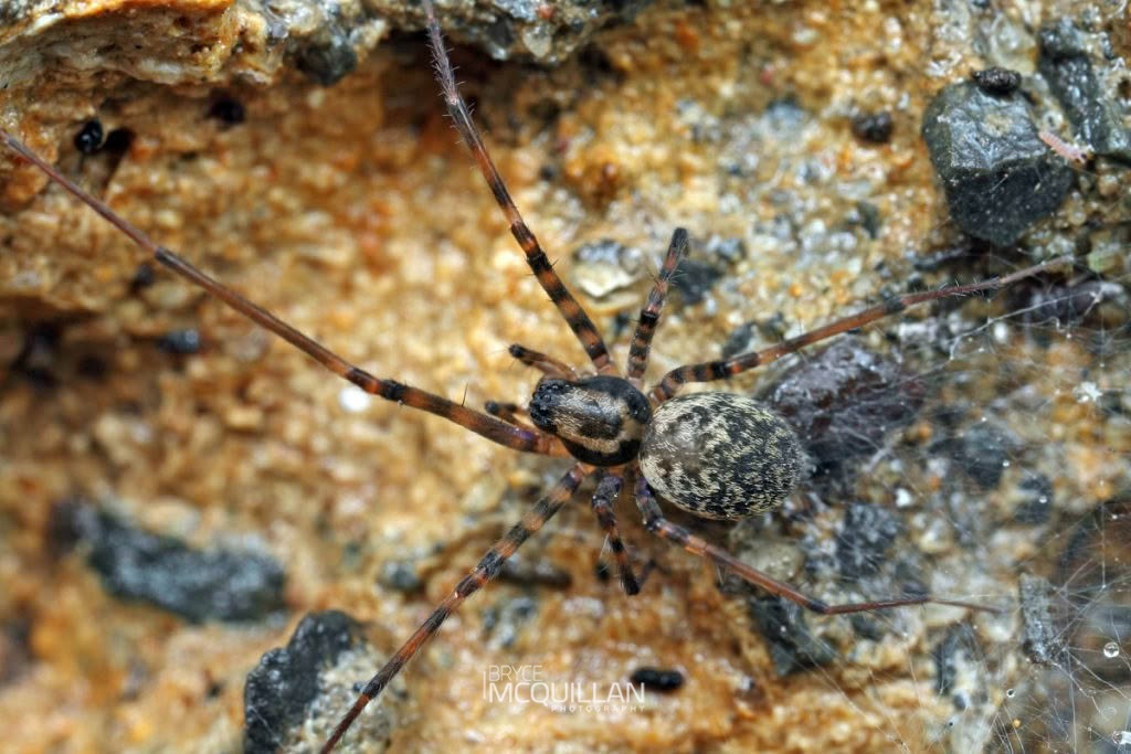 Nanocambridgea gracilipes, Porteriidae, photographed in New Zealand by Bryce McQuillan