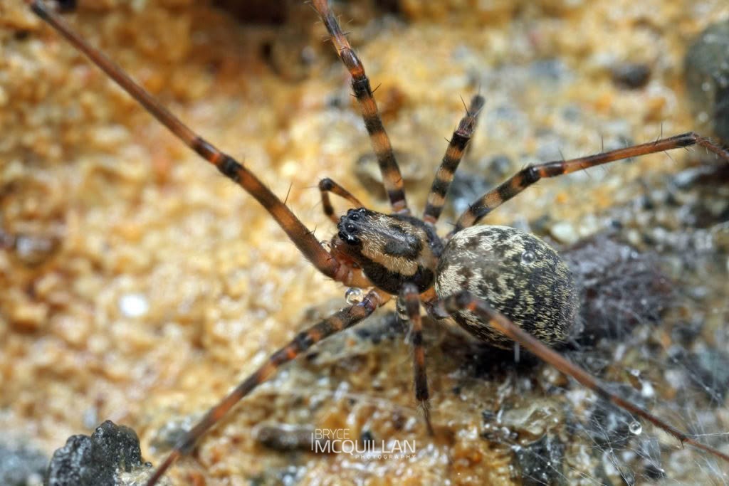 Nanocambridgea gracilipes, Porteriidae, photographed in New Zealand by Bryce McQuillan