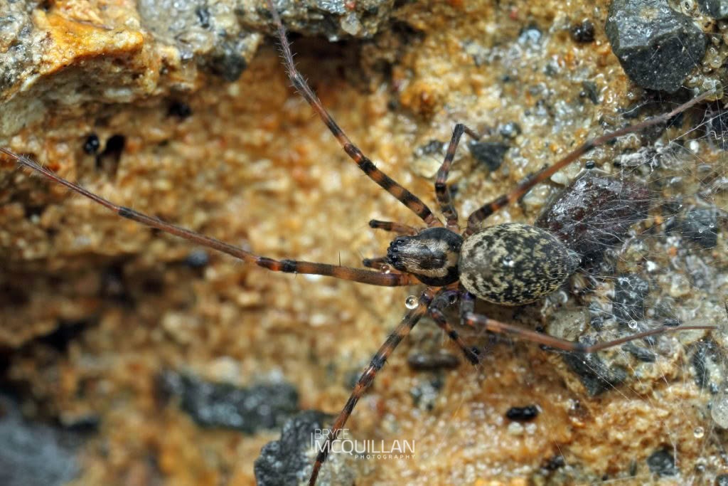 Nanocambridgea gracilipes, Porteriidae, photographed in New Zealand by Bryce McQuillan