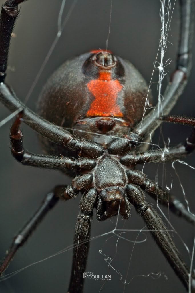 Latrodectus hasseltii, Theridiidae, photographed in New Zealand by Bryce McQuillan