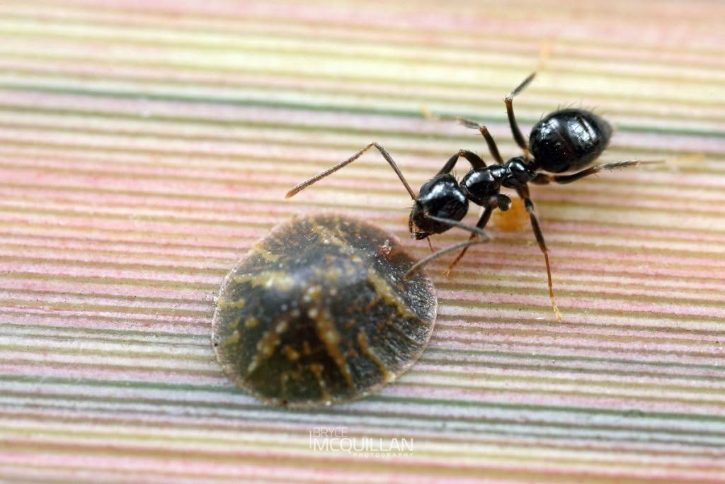 White-footed House Ant (Technomyrmex jocosus), Formicidae, photographed in New Zealand by Bryce McQuillan