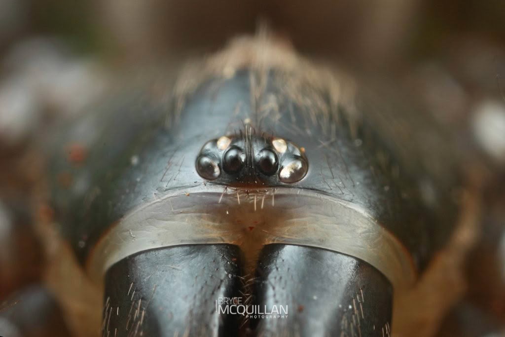 Stanwellia sp., Pycnothelidae, photographed in New Zealand by Bryce McQuillan
