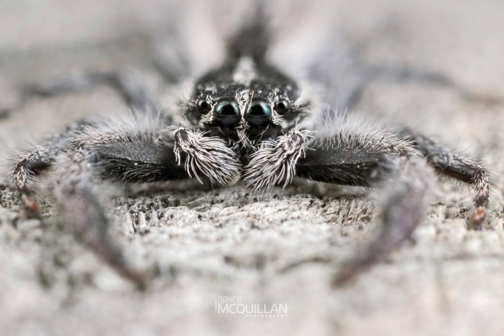 Holoplatys spp, Salticidae, photographed in New Zealand by Bryce McQuillan