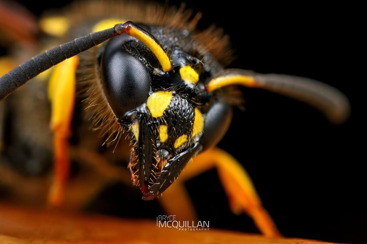European tube wasp (Ancistrocerus gazella), Vespidae, photographed in New Zealand by Bryce McQuillan