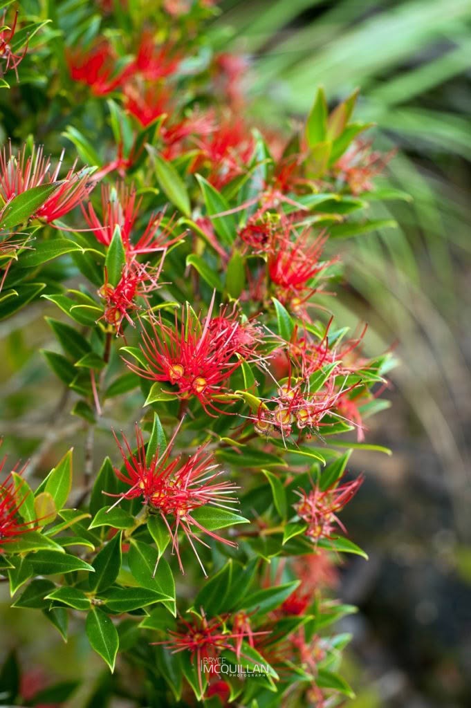 Southern rātā (Metrosideros umbellata), Myrtaceae, photographed in New Zealand by Bryce McQuillan