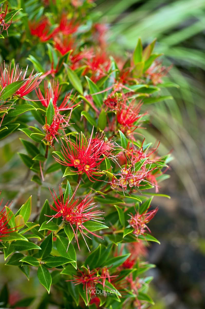 Southern rātā (Metrosideros umbellata), Myrtaceae, photographed in New Zealand by Bryce McQuillan