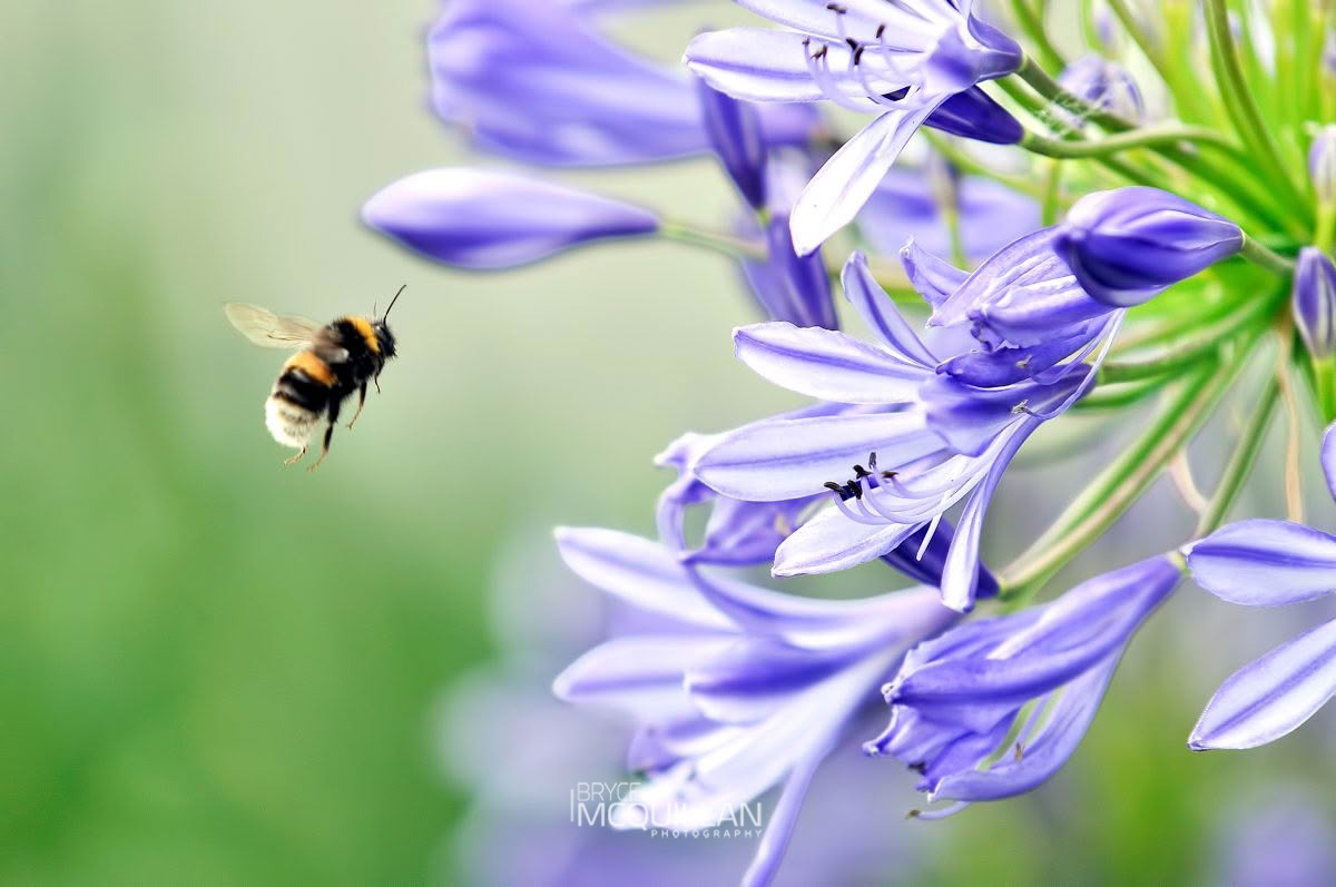 Large Garden Bumble Bee (Bombus ruderatus), Apidae, photographed in New Zealand by Bryce McQuillan