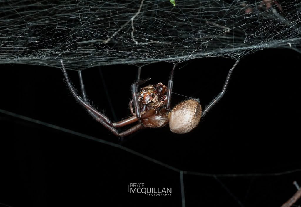 Sheet web spider (Cambridgea foliata), Desidae, photographed in New Zealand by Bryce McQuillan