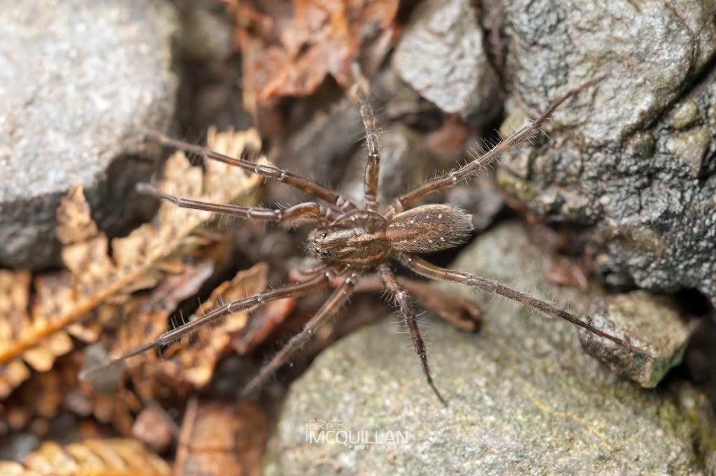 Brown Wolf Spider (Allotrochosina schauinslandi), Lycosidae, photographed in New Zealand by Bryce McQuillan