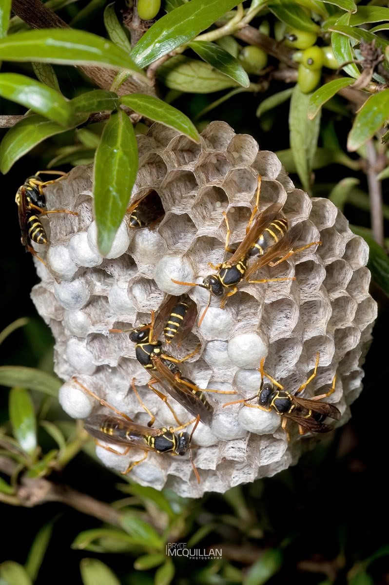 Asian Paper Wasp (Polistes chinensis), Vespidae, photographed in New Zealand by Bryce McQuillan