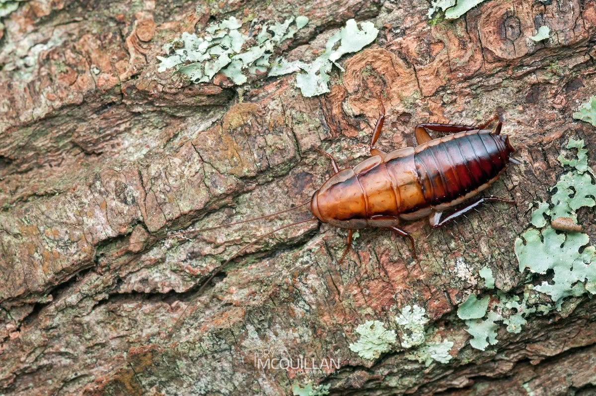 Golden Cockroach (Drymaplaneta heydeniana), Blattidae, photographed in New Zealand by Bryce McQuillan