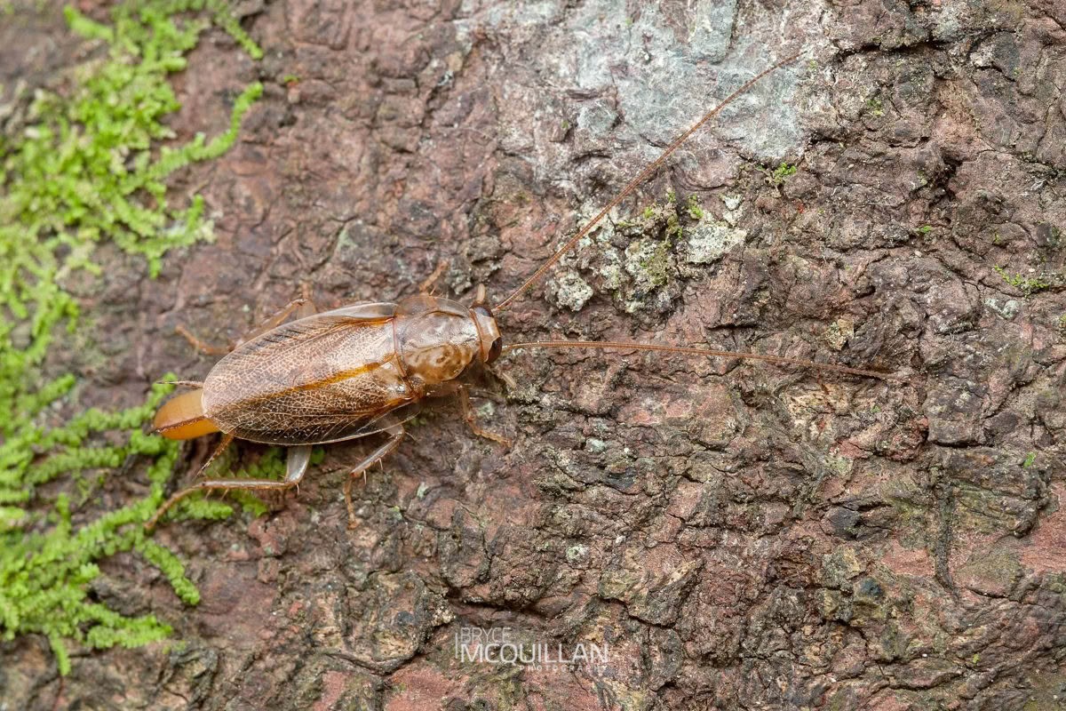 Parellipsidion sp, Blattidae, photographed in New Zealand by Bryce McQuillan