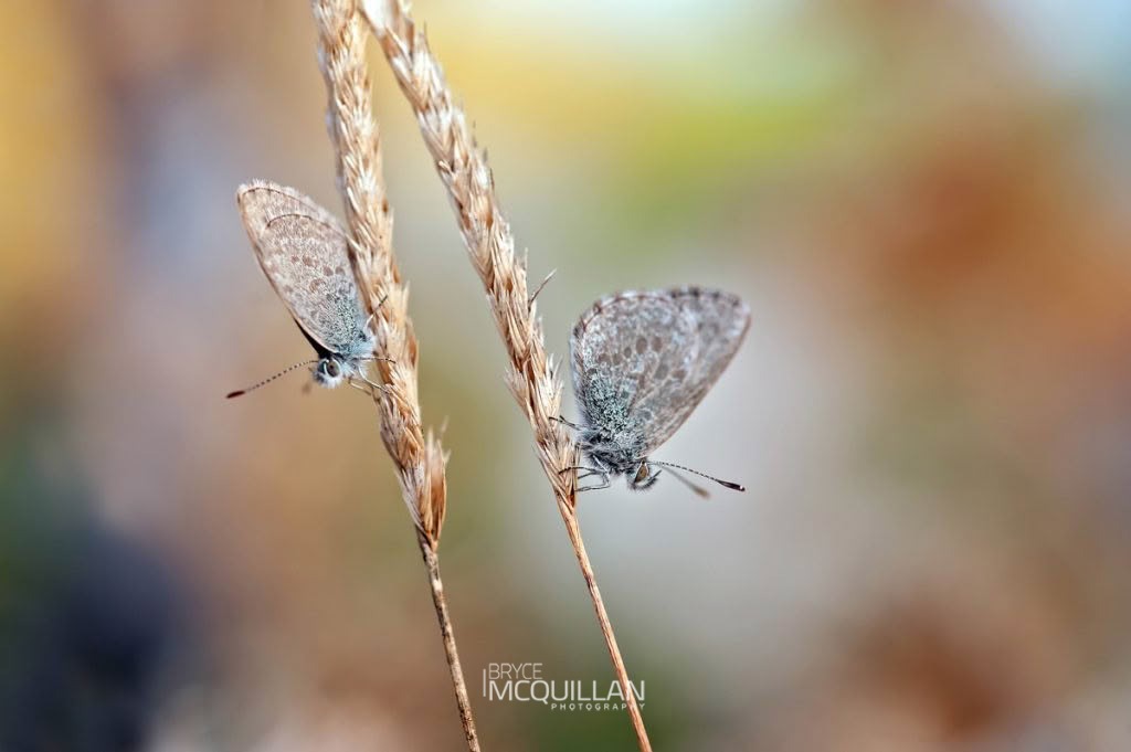 Lesser Grass Blue (Zizina otis), photographed in New Zealand by Bryce McQuillan