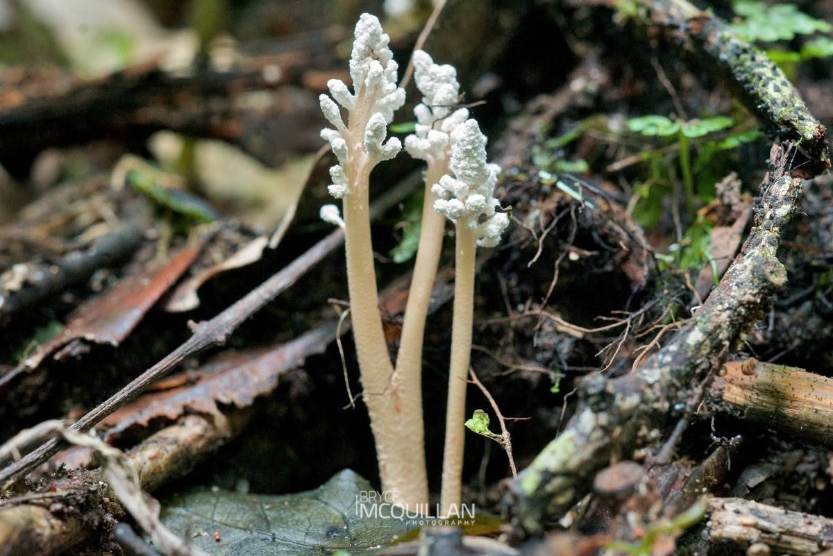 Isaria sinclairii, photographed in New Zealand by Bryce McQuillan