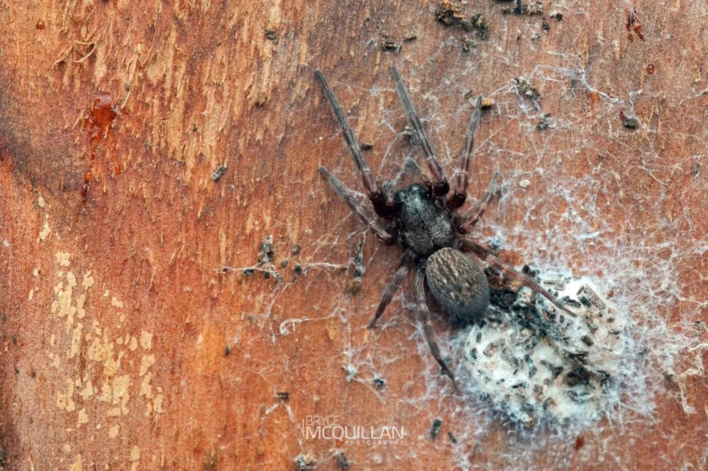 Grey House Spider (Badumna longinqua), Desidae, photographed in New Zealand by Bryce McQuillan