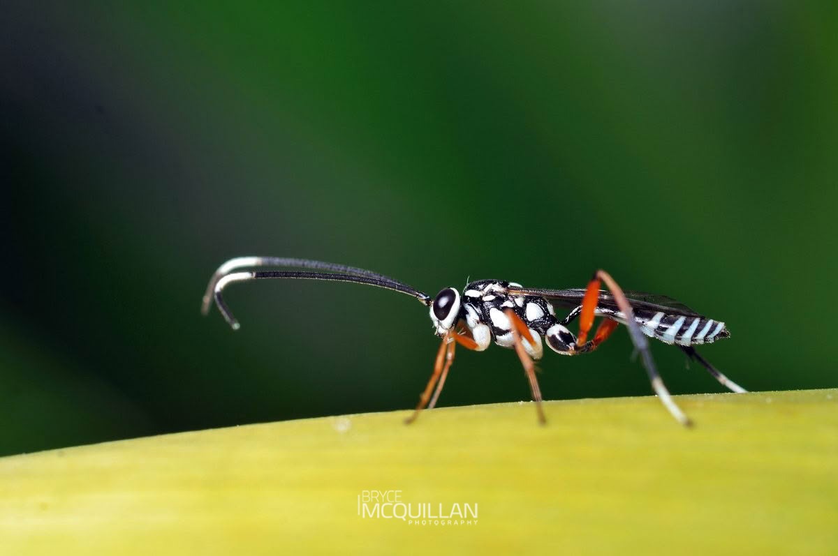 Glabridorsum stokesii, Ichneumonidae, photographed in New Zealand by Bryce McQuillan