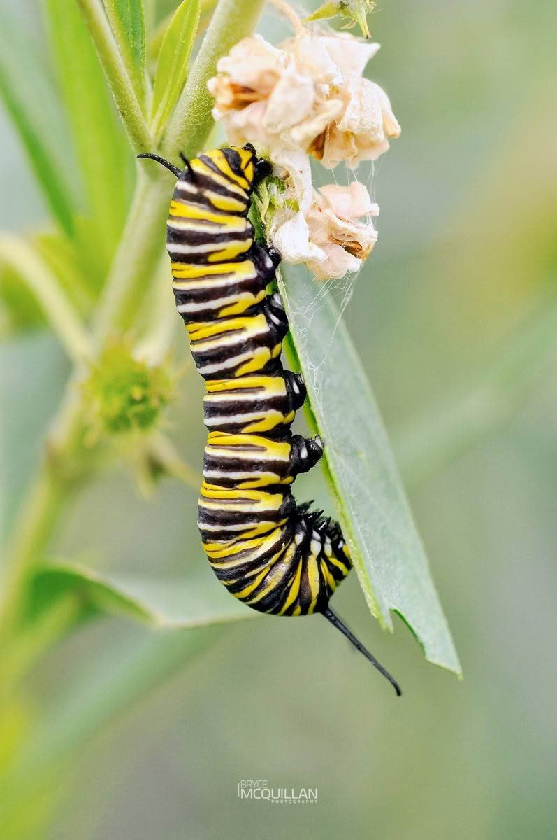 Swan Plant (Gomphocarpus fruticosus), Nymphalidae, photographed in New Zealand by Bryce McQuillan