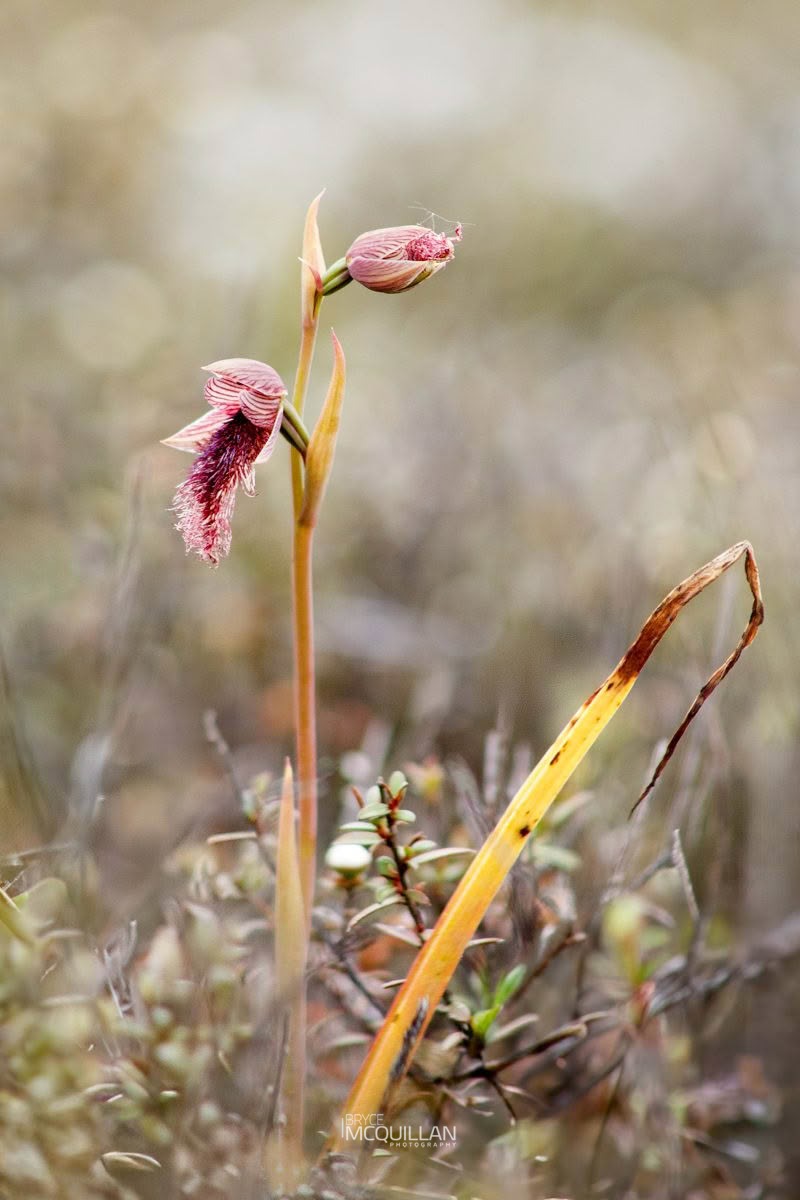 Purple Beard Orchid (Calochilus robertsonii), Orchidaceae, photographed in New Zealand by Bryce McQuillan