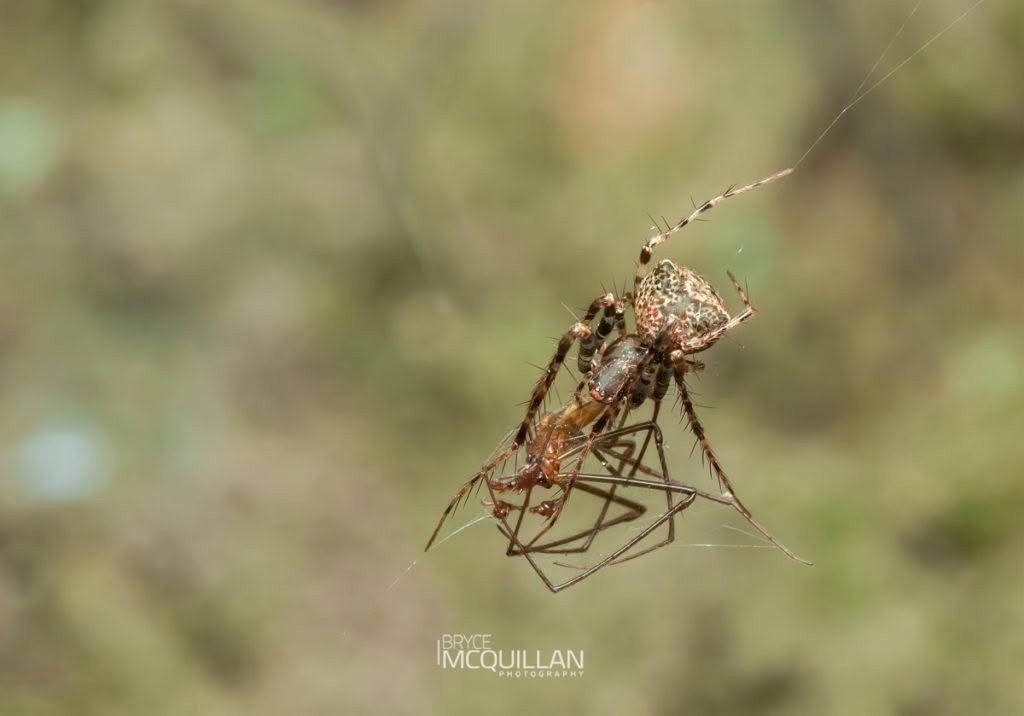 Australomimetus sennio, Mimetidae, photographed in New Zealand by Bryce McQuillan