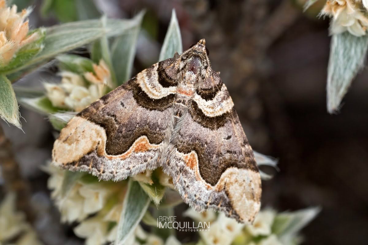Elegant Carpet (Asaphodes chlamydota), Geometridae, photographed in New Zealand by Bryce McQuillan
